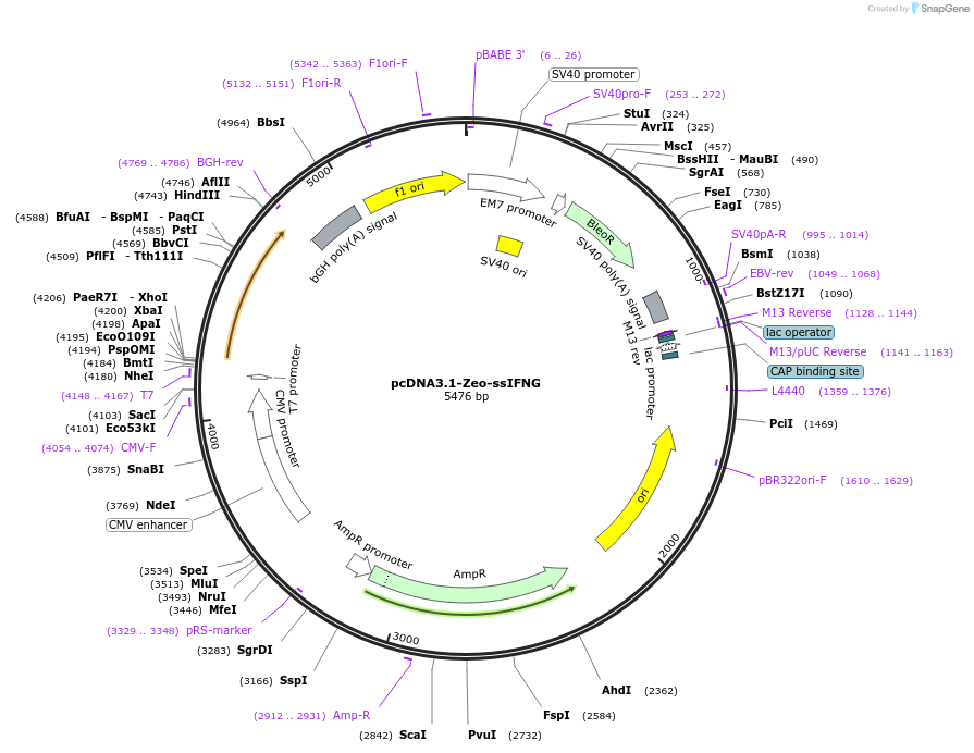 183470-plasmid-map-sequence-id-363543