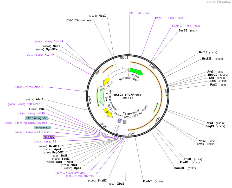 185410-plasmid-map-sequence-id-363548