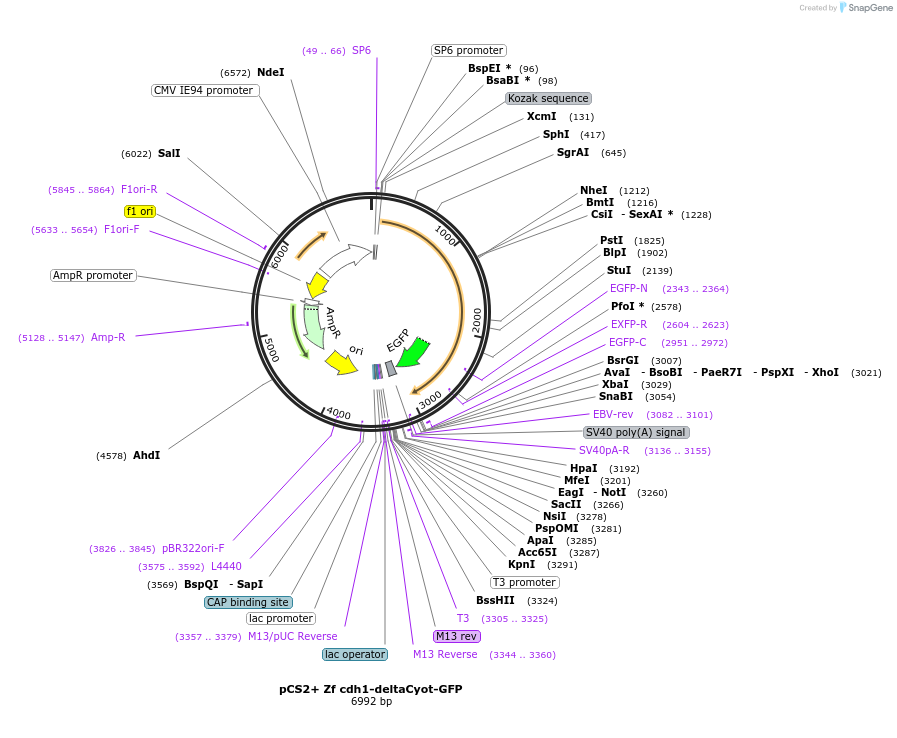 185412-plasmid-map-sequence-id-363549