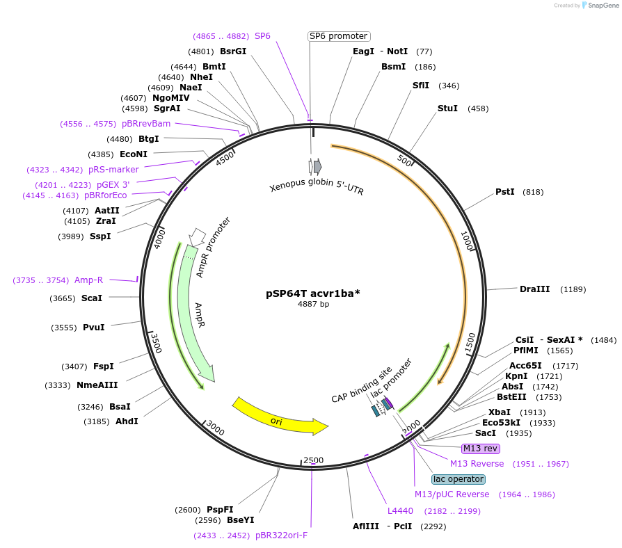 185409-plasmid-map-sequence-id-363556