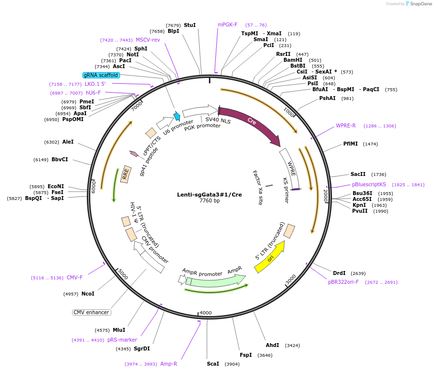 173595-plasmid-map-sequence-id-363562