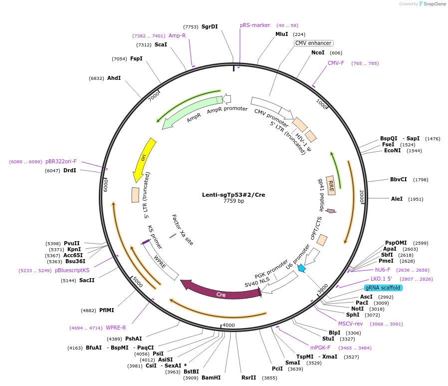 173621-plasmid-map-sequence-id-363577