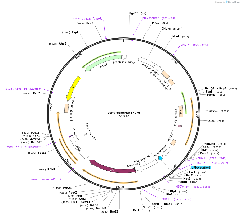 173612-plasmid-map-sequence-id-363579