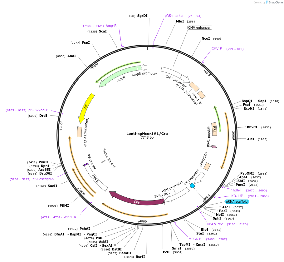 173605-plasmid-map-sequence-id-363582
