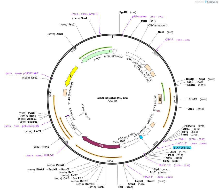 173599-plasmid-map-sequence-id-363590