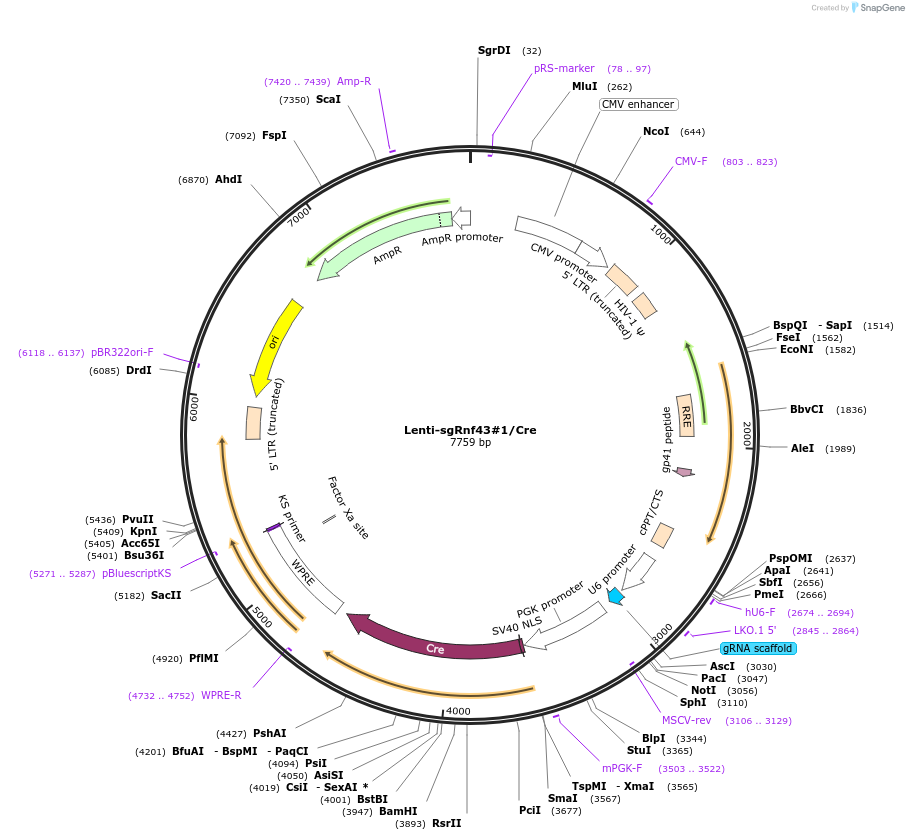 173613-plasmid-map-sequence-id-363593