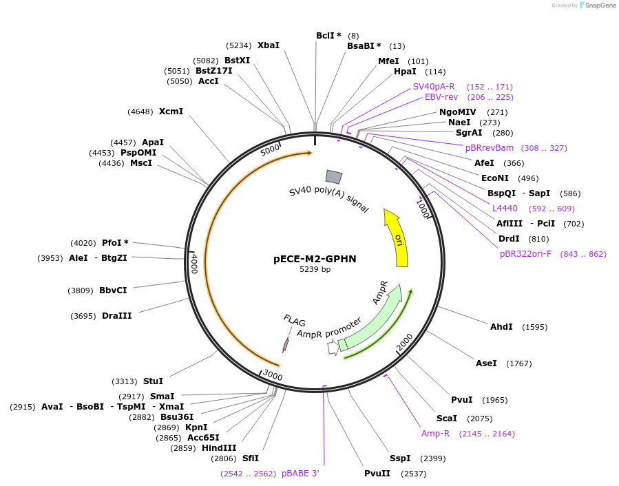 31665-plasmid-map-sequence-id-363603