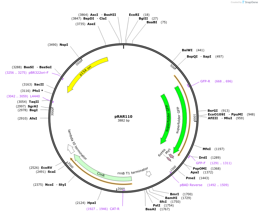 185039-plasmid-map-sequence-id-363604