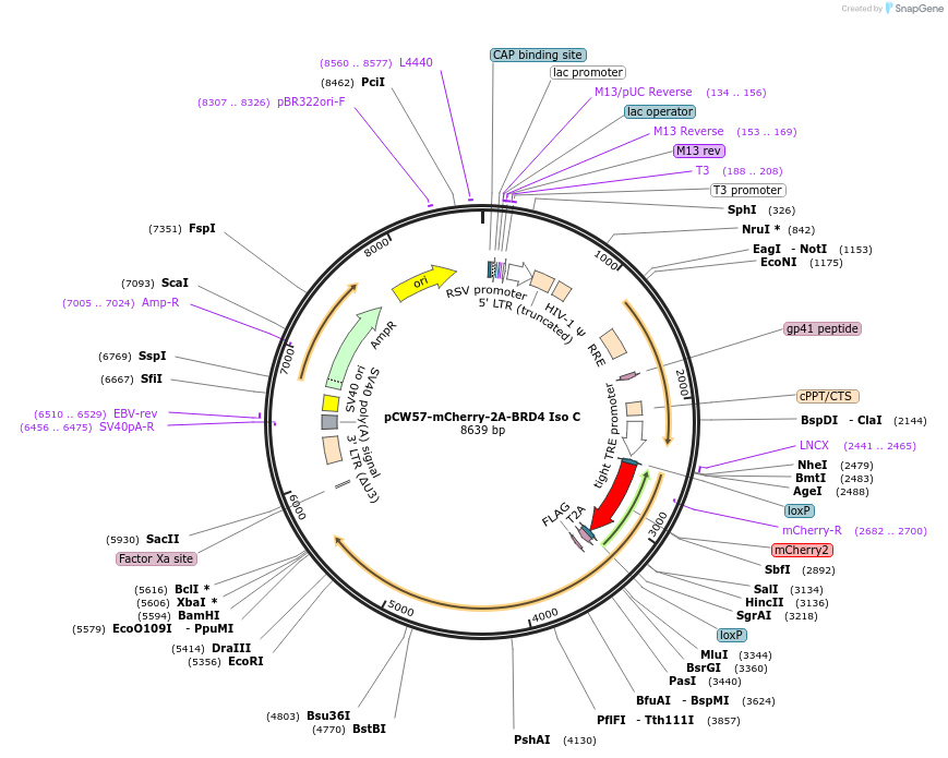 137721-plasmid-map-sequence-id-363605