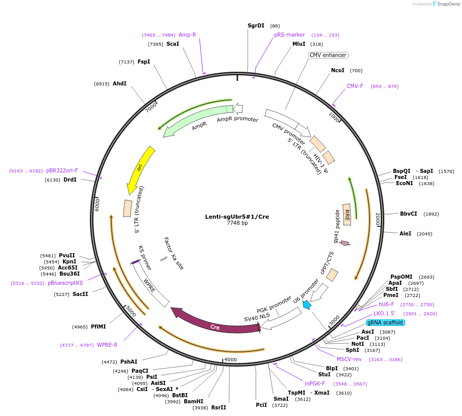 173623-plasmid-map-sequence-id-363618