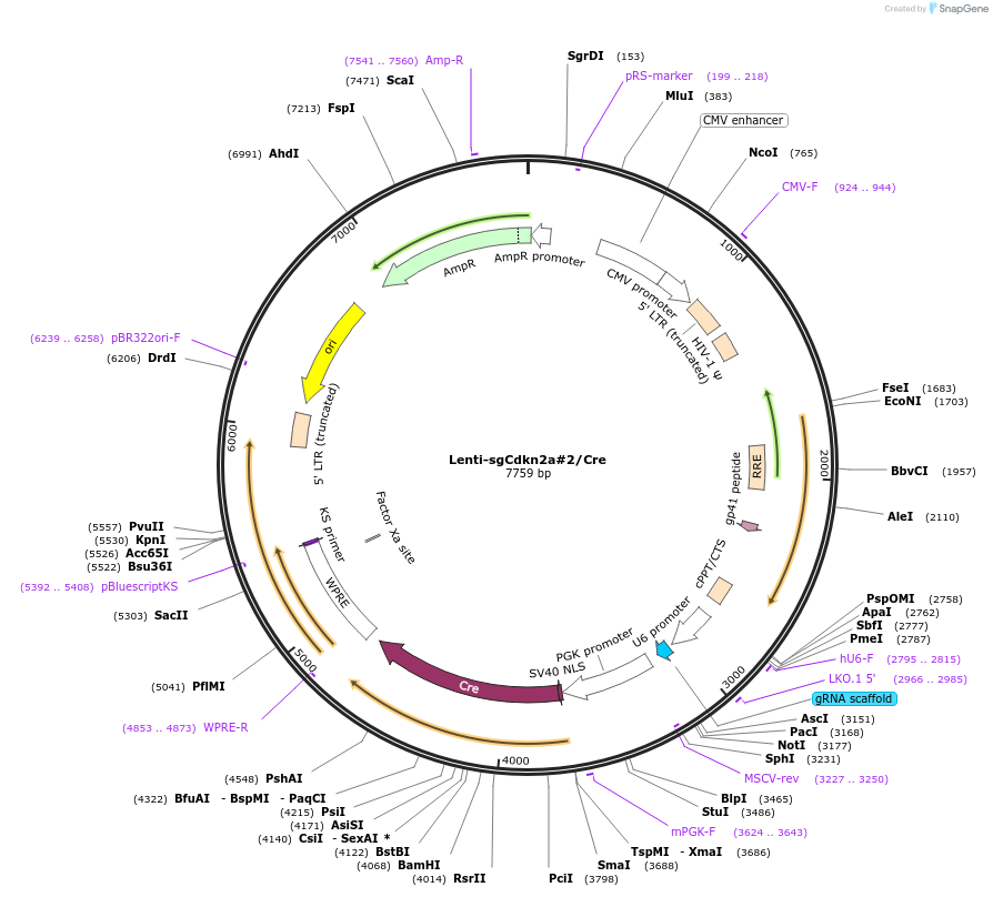 173630-plasmid-map-sequence-id-363632