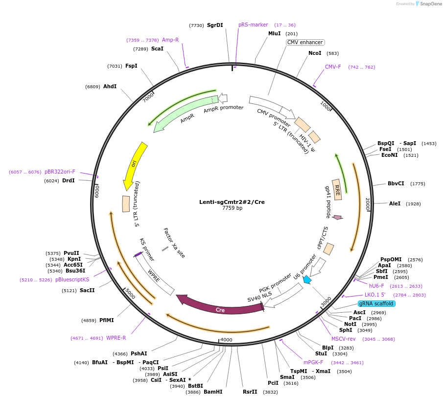 173632-plasmid-map-sequence-id-363640