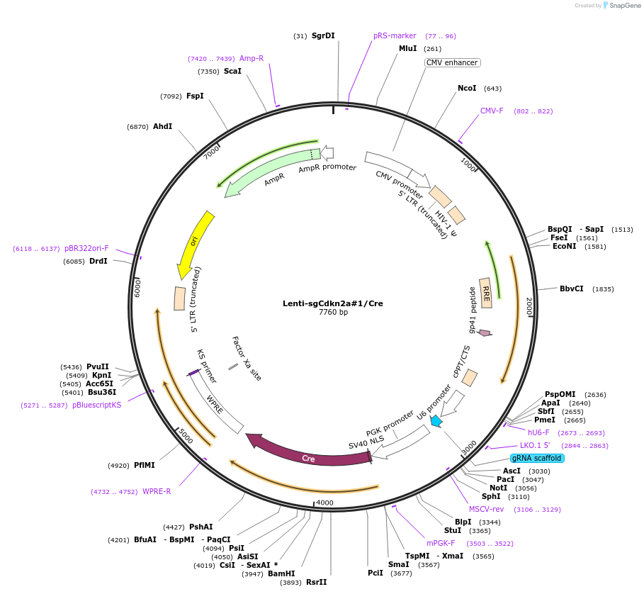 173629-plasmid-map-sequence-id-363641