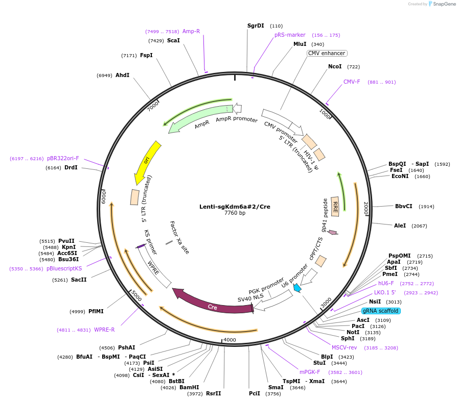 173638-plasmid-map-sequence-id-363649