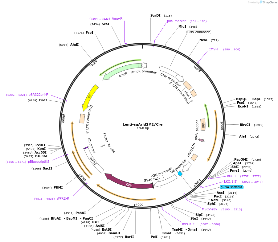 173576-plasmid-map-sequence-id-363651