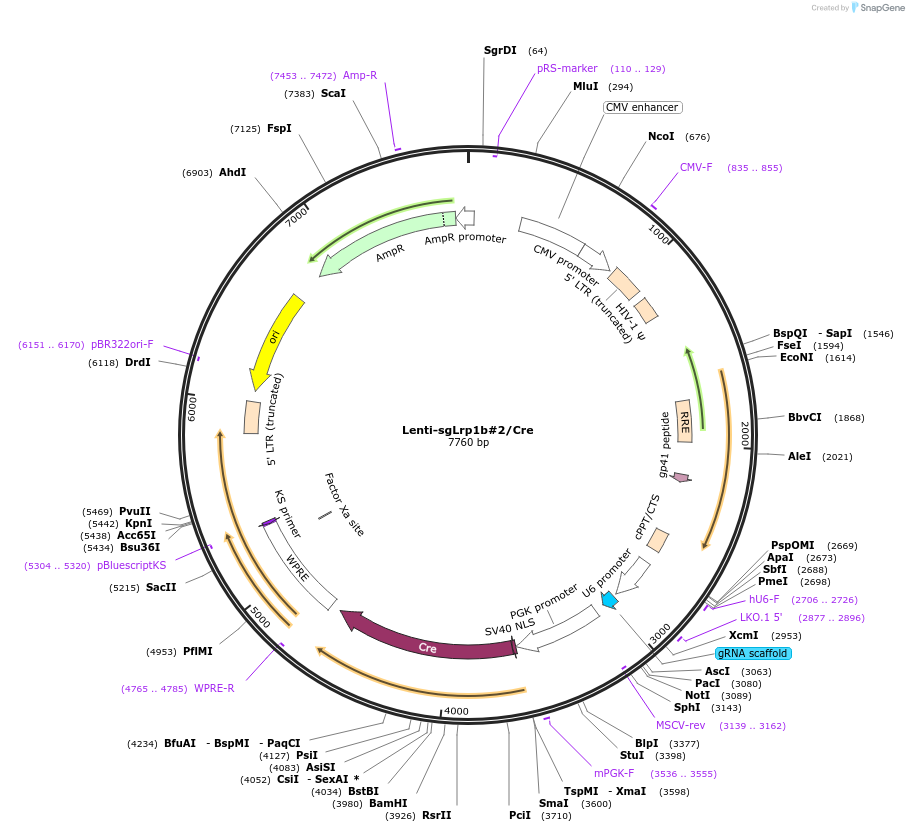 173642-plasmid-map-sequence-id-363656