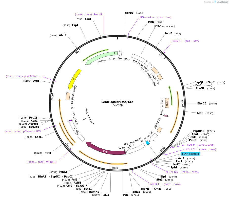 173624-plasmid-map-sequence-id-363659