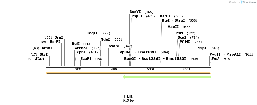 363693_map