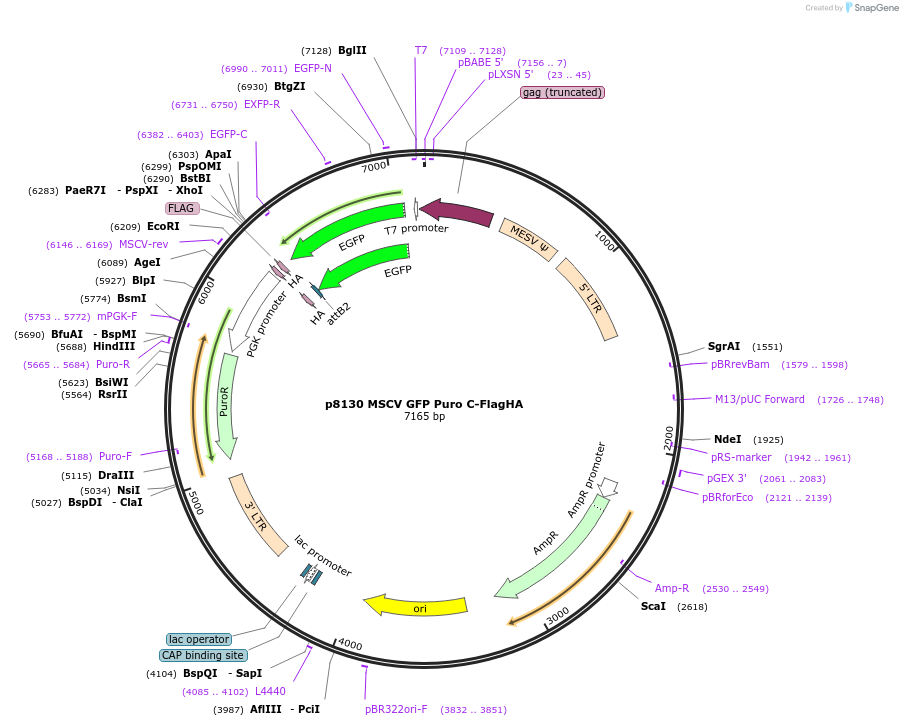 184521-plasmid-map-sequence-id-363717