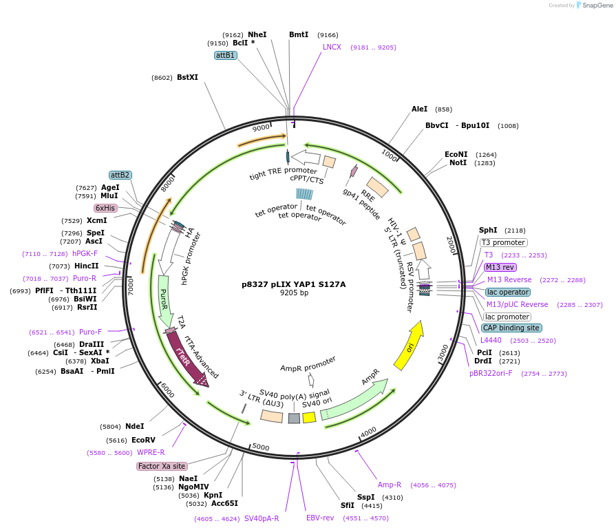 184528-plasmid-map-sequence-id-363738