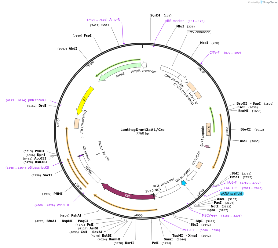 173587-plasmid-map-sequence-id-363741