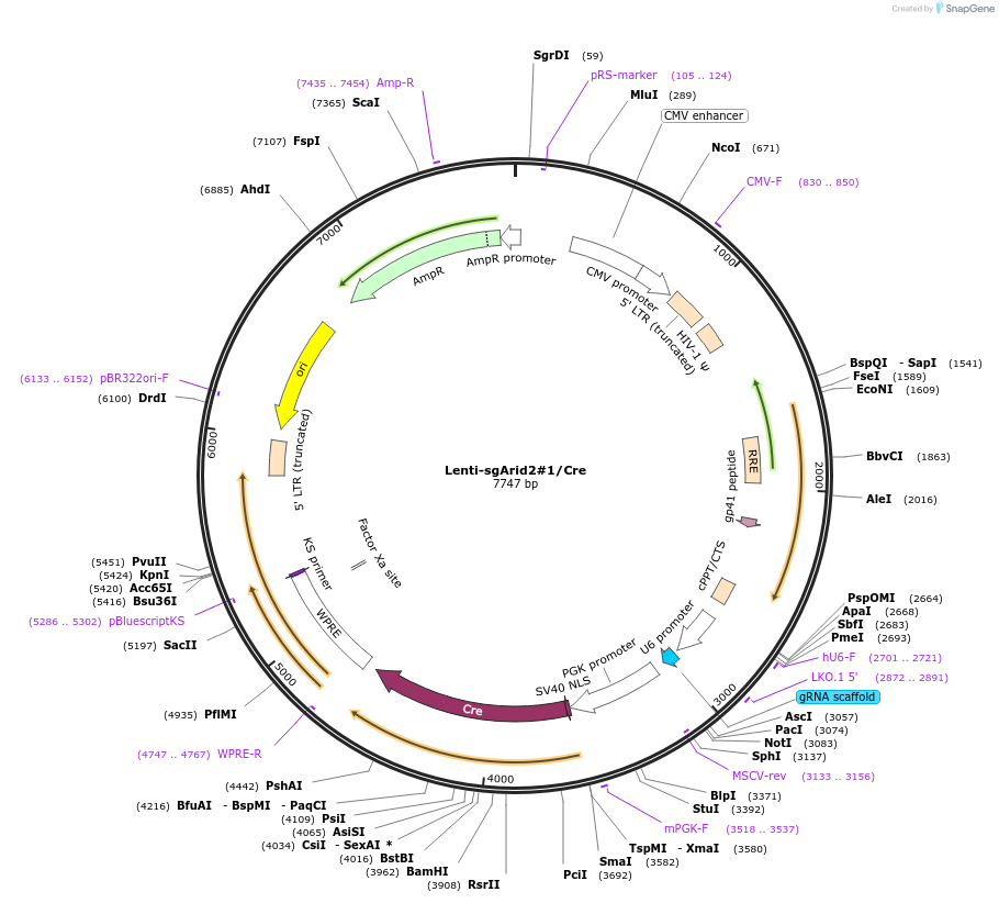 173575-plasmid-map-sequence-id-363743