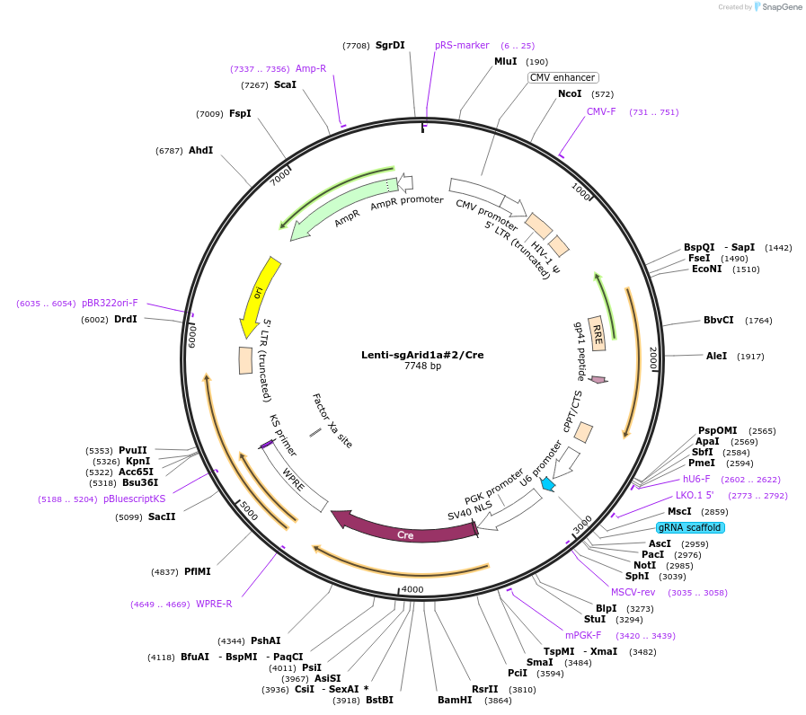 173572-plasmid-map-sequence-id-363747