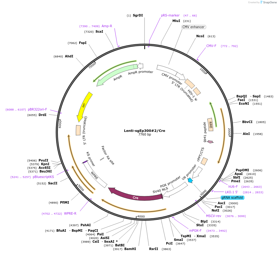173592-plasmid-map-sequence-id-363765