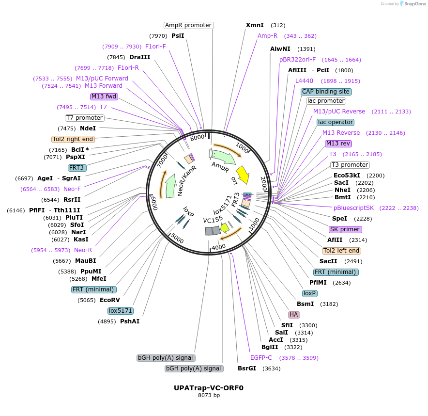 110651-plasmid-map-sequence-id-363785