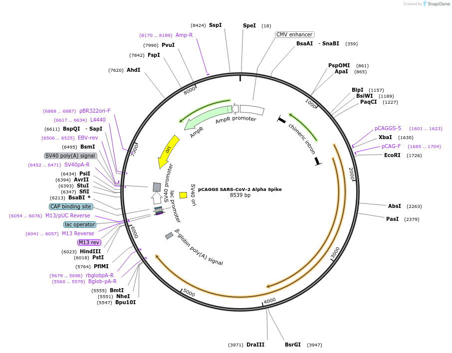 185691-plasmid-map-sequence-id-363799