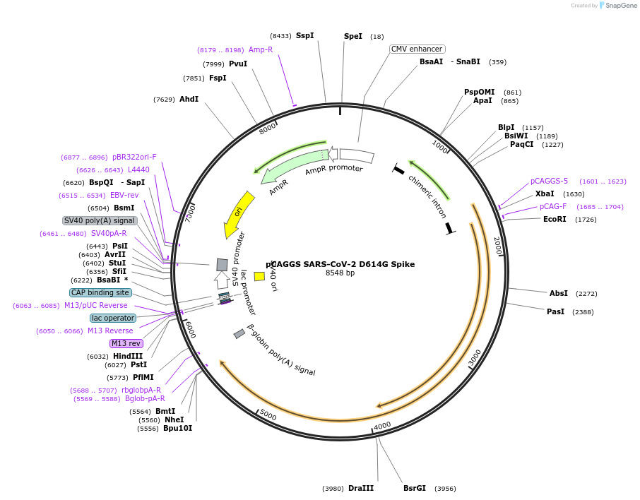 185692-plasmid-map-sequence-id-363818
