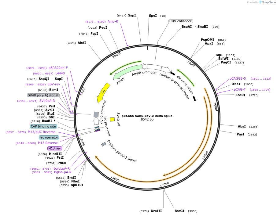 185593-plasmid-map-sequence-id-363820