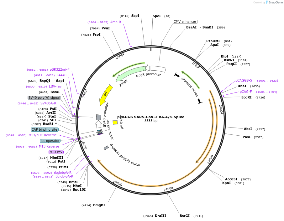 186031-plasmid-map-sequence-id-363823