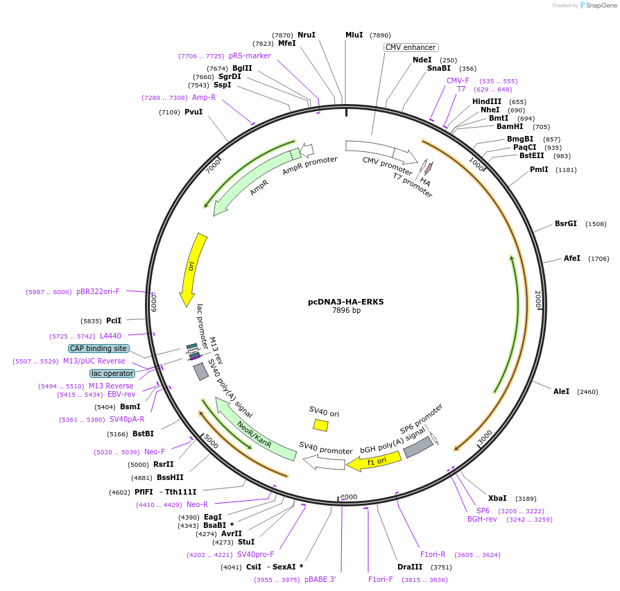 65244-plasmid-map-sequence-id-363826