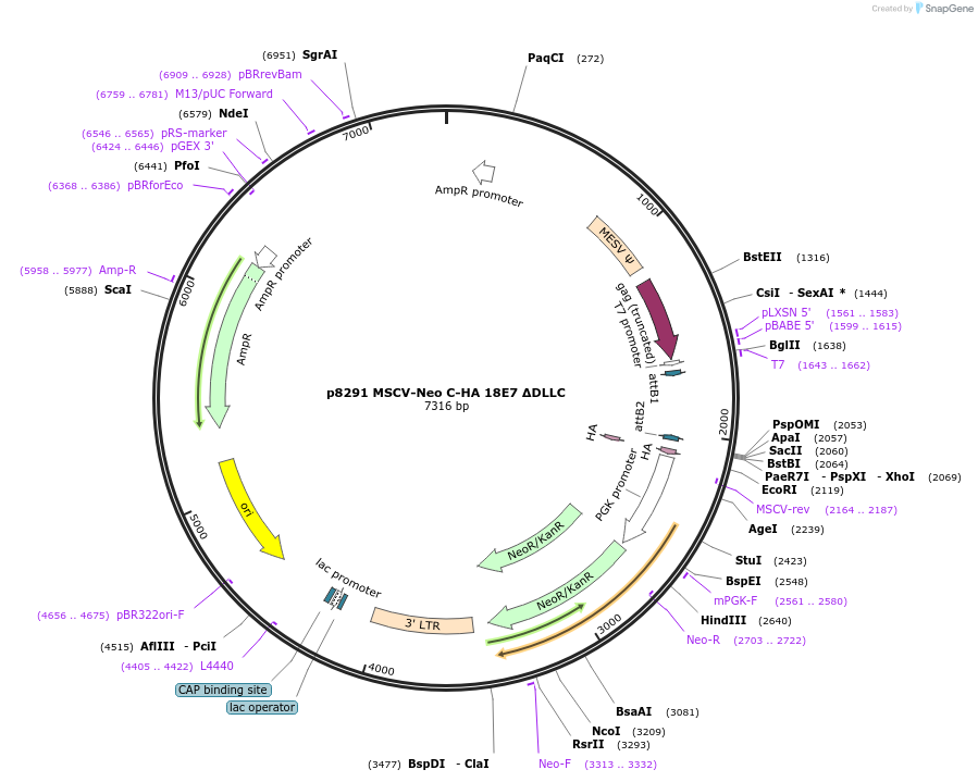 184523-plasmid-map-sequence-id-363830