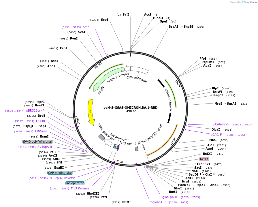 184831-plasmid-map-sequence-id-363833