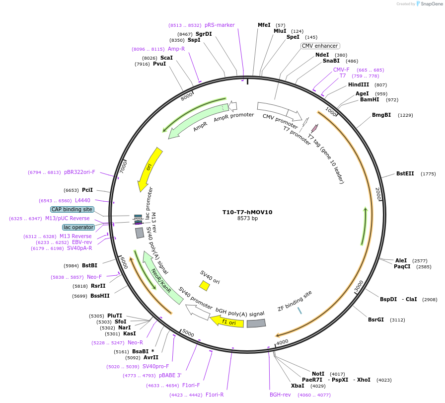 185052-plasmid-map-sequence-id-363839