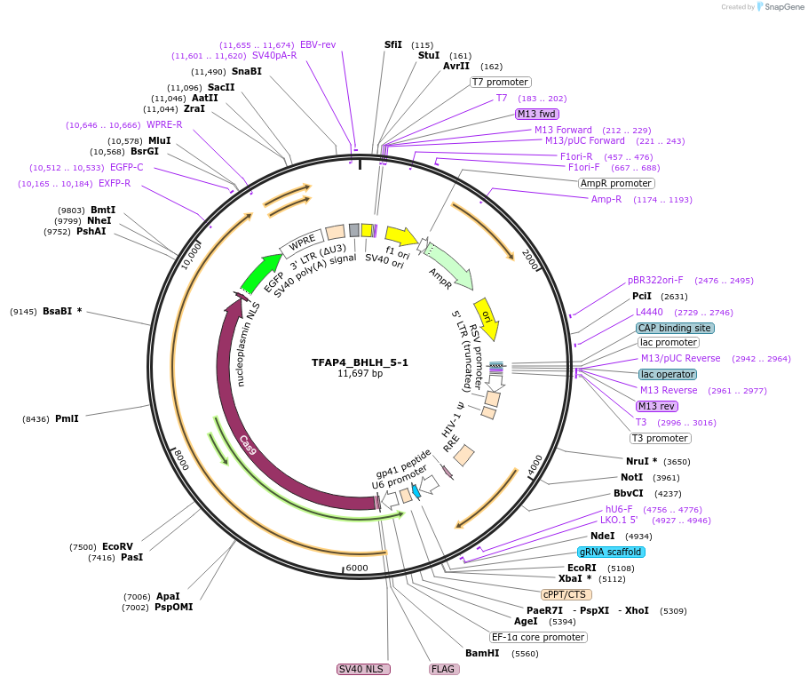 185054-plasmid-map-sequence-id-363841