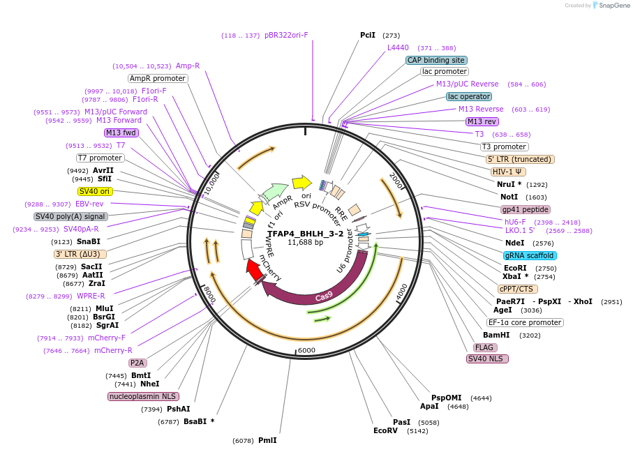 185055-plasmid-map-sequence-id-363843