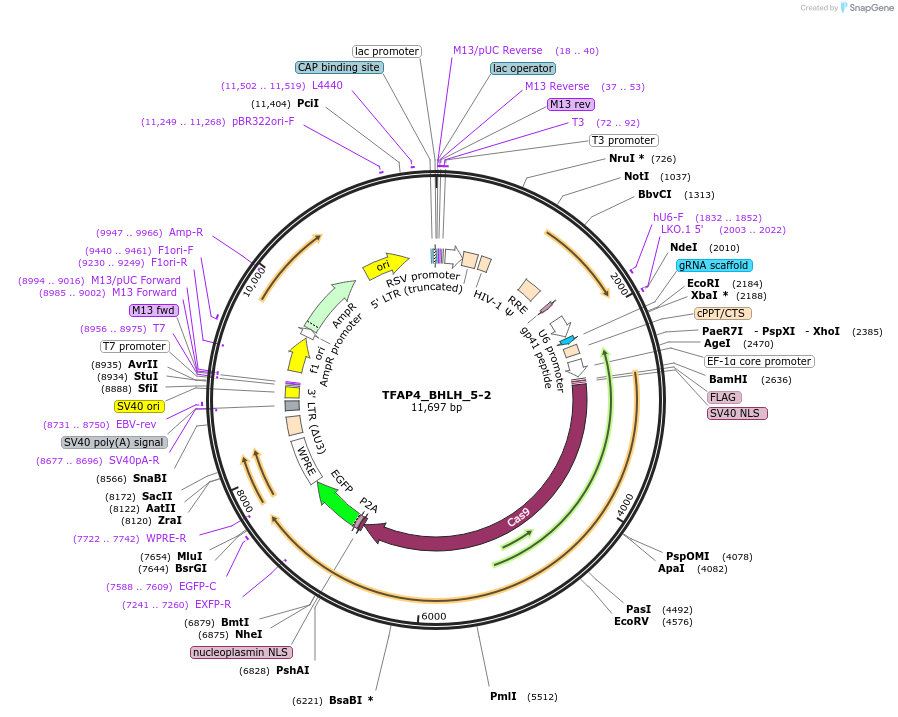 185056-plasmid-map-sequence-id-363844