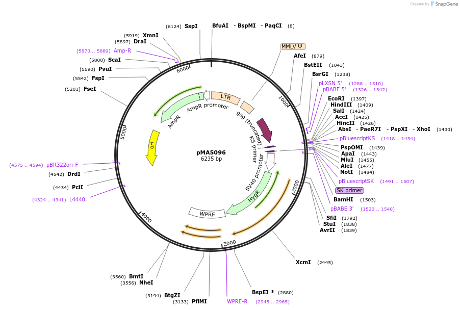 184850-plasmid-map-sequence-id-363885