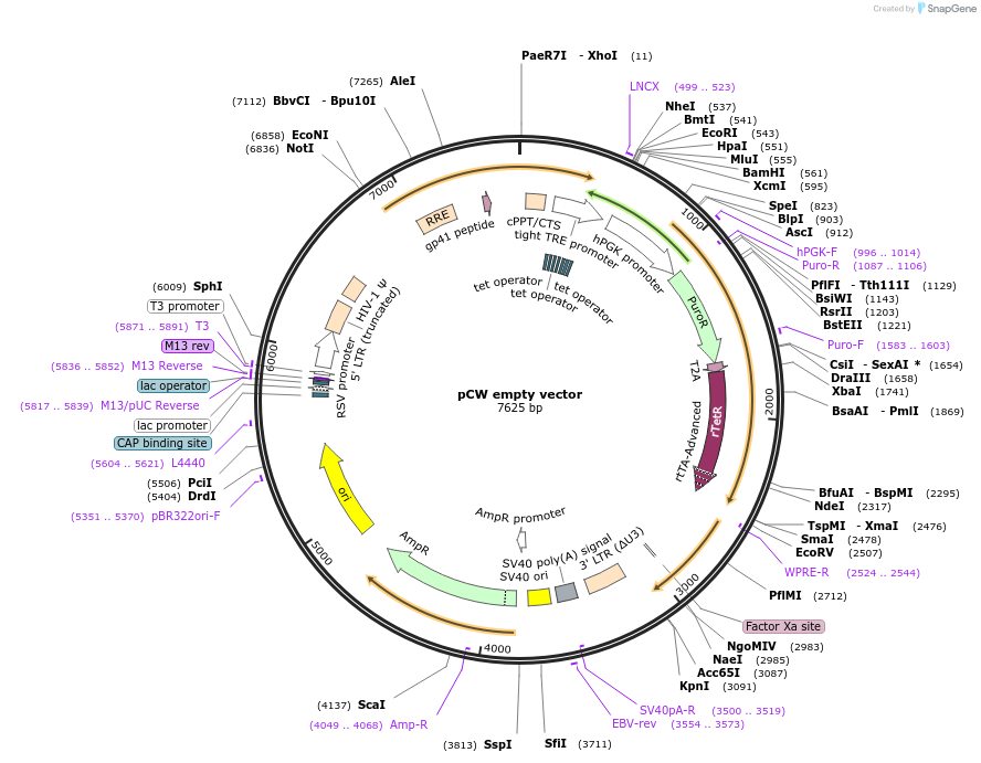 184708-plasmid-map-sequence-id-363922