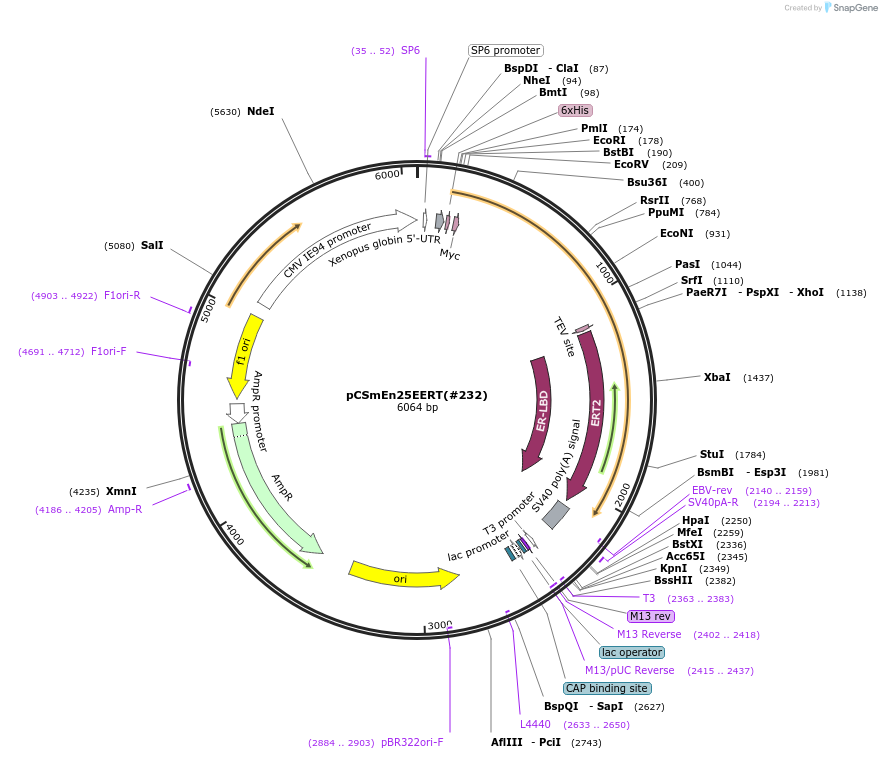 184081-plasmid-map-sequence-id-363924