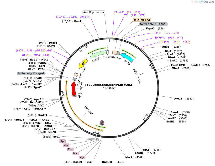184087-plasmid-map-sequence-id-363937