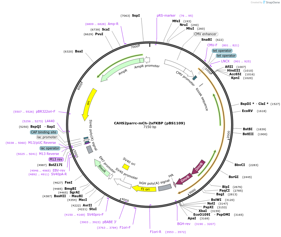 185304-plasmid-map-sequence-id-363939