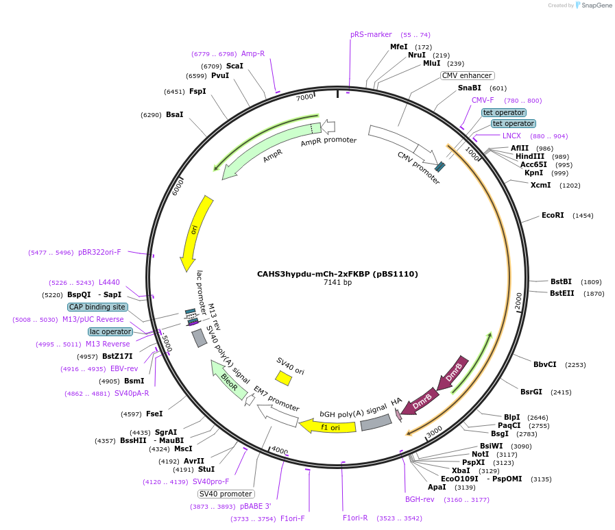 185305-plasmid-map-sequence-id-363940