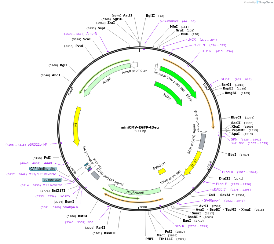 185400-plasmid-map-sequence-id-363944
