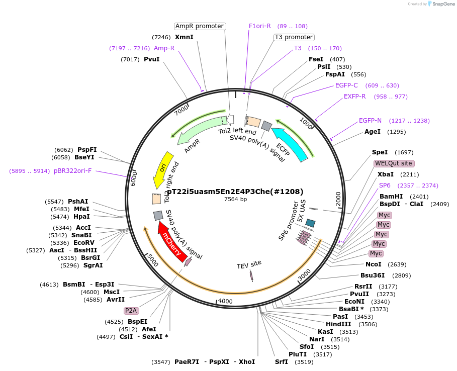 184096-plasmid-map-sequence-id-363966