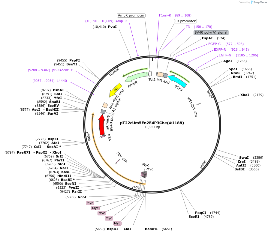 184094-plasmid-map-sequence-id-363967