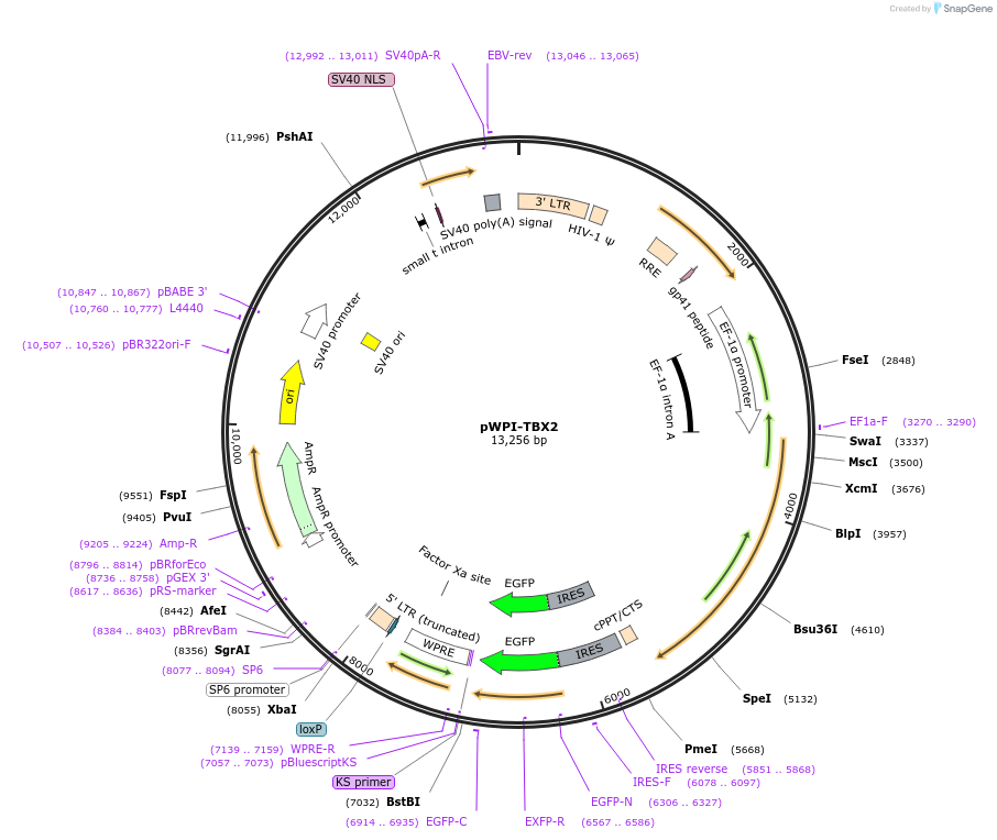 185526-plasmid-map-sequence-id-363974